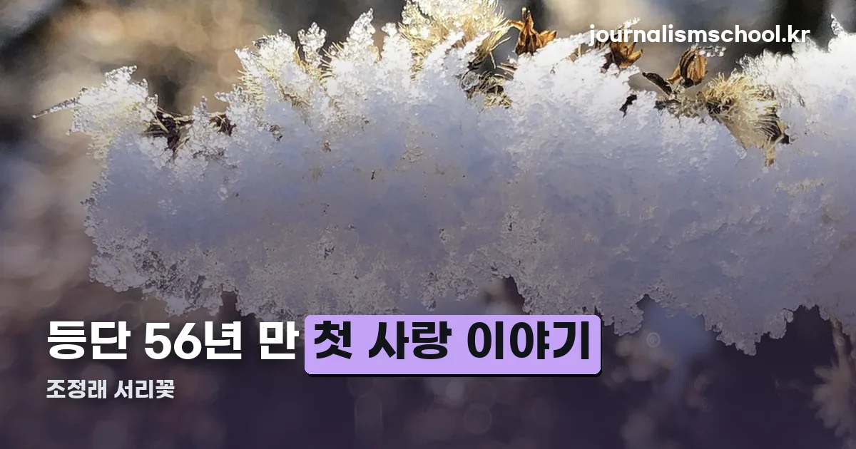 조정래 서리꽃 정리 썸네일